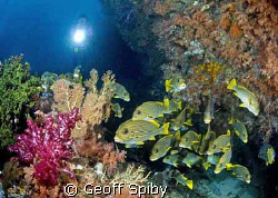 sweetlips at Mikes Point, Raja Ampat by Geoff Spiby 